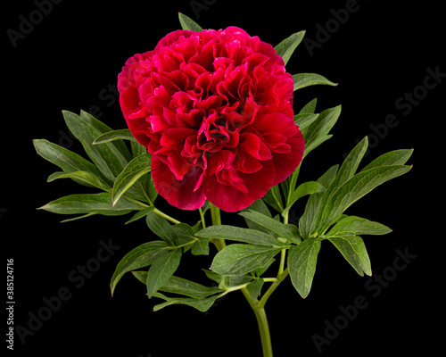 Fototapeta Naklejka Na Ścianę i Meble -  Red flower of peony, isolated on black background
