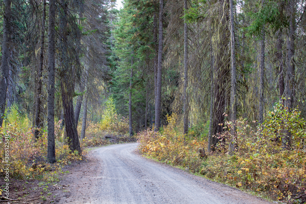 Obraz premium Forest Road