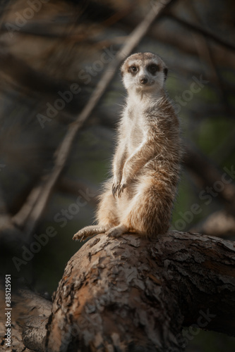 A cheerful and vigilant self-confident little meerkat animal with © Mikhail Semenov