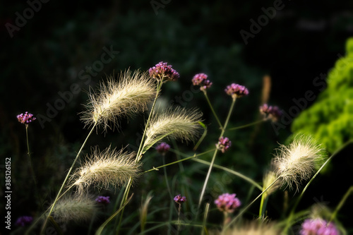 Yellow grass with fluffy ears  dark backgrop. Concept of colorful nature  seasons  environment  ecology