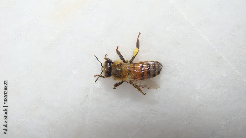 honey bee isolated. honeybee honey bee on white background close up honey bee closeup honey bee insects, insect, bugs, bug, animals, animal, wildlife, wild nature, forest, garden beauty of pollination honey bee isolated. honeybee honey bee on white background close up honey bee closeup honey bee insects, insect, bugs, bug, animals, animal, wildlife, wild nature, forest, garden beauty of pollination