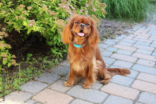 Canvas-taulu Happy ruby cavalier king charles spaniel