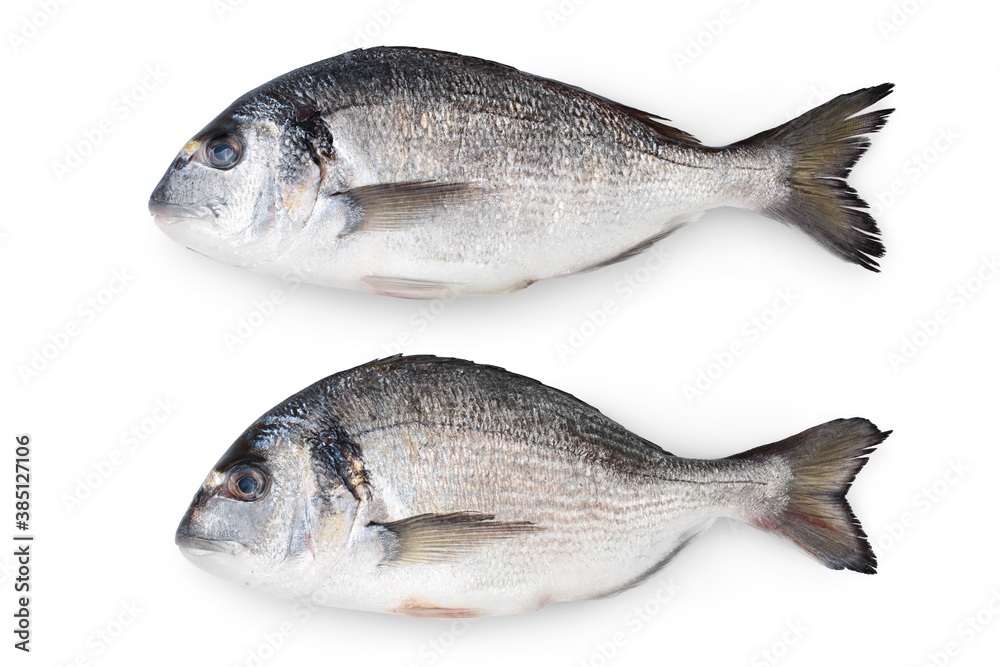 Fish dorado isolated on white background with clipping path and full depth of field. Top view. Flat lay Fish dorado isolated on white background with clipping path and full depth of field. Top view. Flat lay