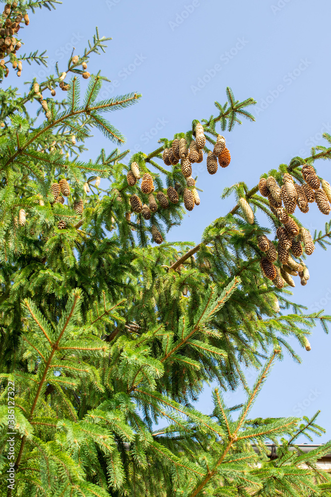 Fir cones hanging in the summer at sunset Fir cones hanging in the summer at sunset