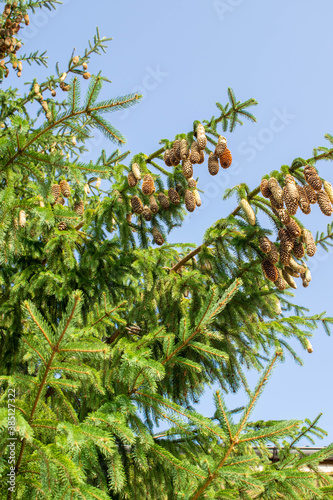 Fir cones hanging in the summer at sunset