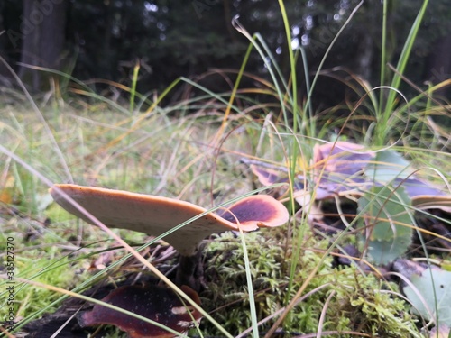 mushrooms