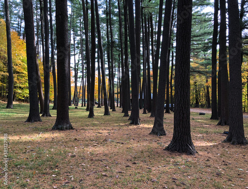 Pine tree alley in Wilber Park in Oneonta, Upstate New York. In autumn.   