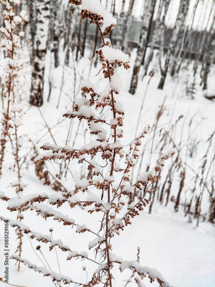Obraz premium Dry plant close-up in the snow in the winter forest. Mobile photo. Neutral palette. Dry plant close-up in the snow in the winter forest. Mobile photo. Neutral palette. Abstract background, snowy herbs