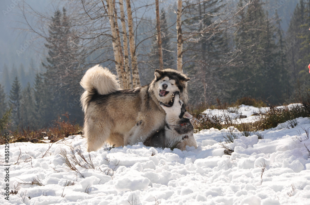 Naklejka premium husky dogs in snow