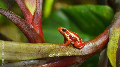 Small striped red frog Epipedobates tricolor sitting on colourful exotic plants in natural rainforest environment. Colourful tropical frog. photo