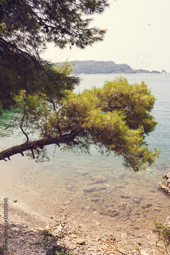 lush evergreen pine trees over the turquoise Adriatic Sea