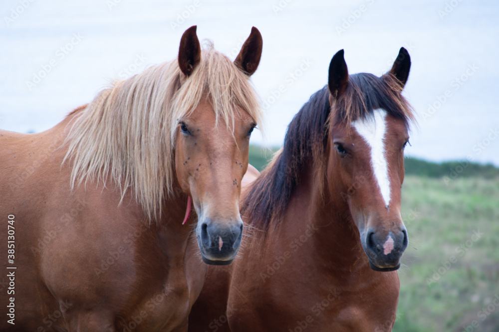 Fototapeta premium Portrait of a couple of horses.