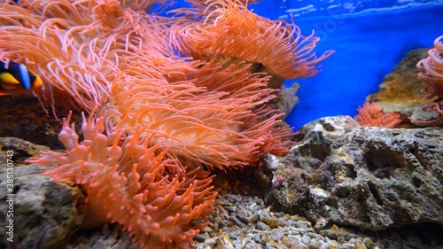Exotic marine aquarium environment with pink actinia