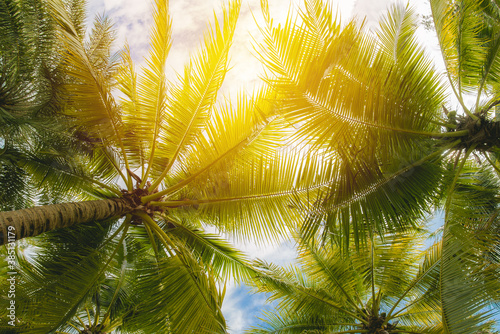 coconut tree on blue sky. vinatge filter