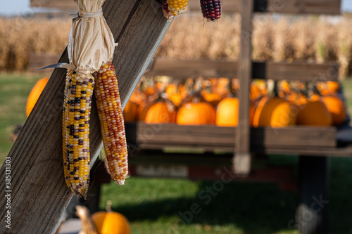 Bundle of Indian corn hanging with a wagon full of pumpins in the background photo