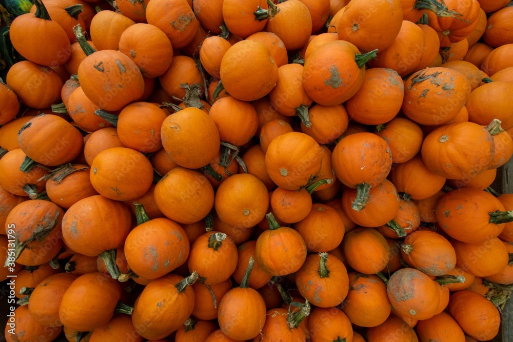 Small Orange Pumpkins in a Pile Filling the Frame