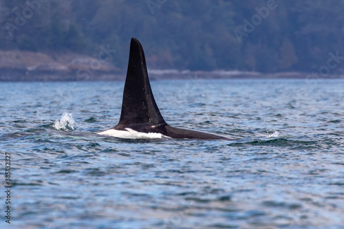 Killer Whale (Orcinus orca) off Lopez Island, Washingtion State, USA