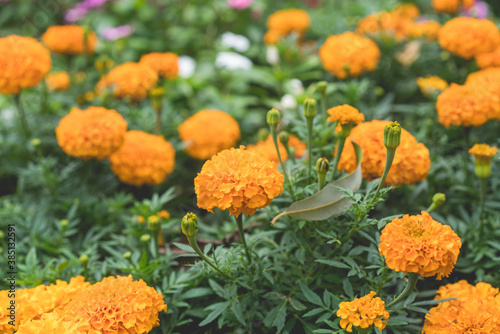 yellow marigold flowers blossom in garden close up