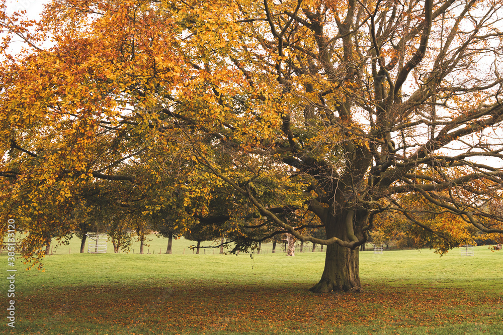 Naklejka premium Autumn in the park orange colour tree, Nostell Priory, England, UK