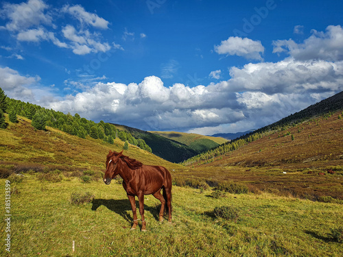 Fototapeta Naklejka Na Ścianę i Meble -  Altai horse in Kara-airy valley