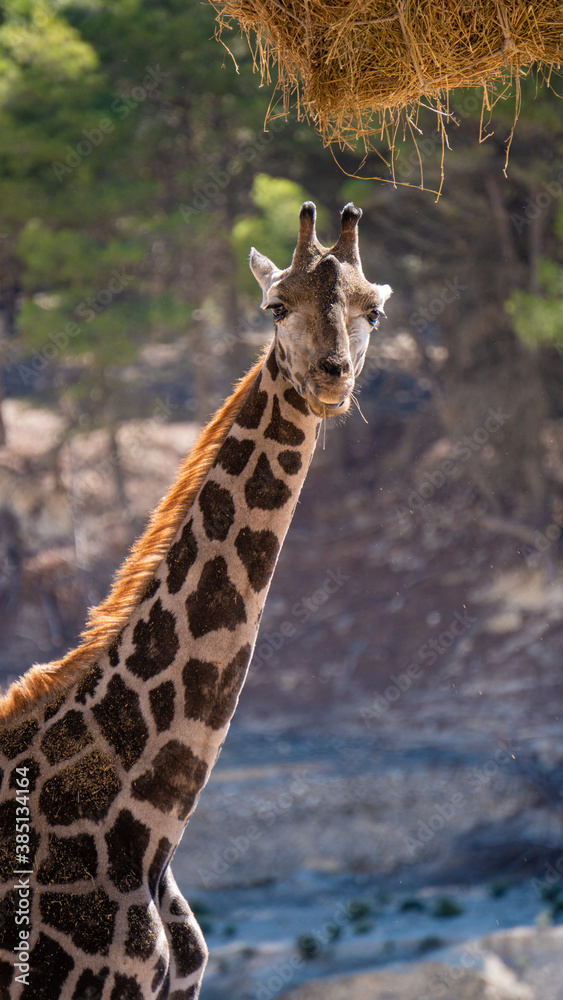 Fototapeta premium Portrait of a cute giraffe resting outside