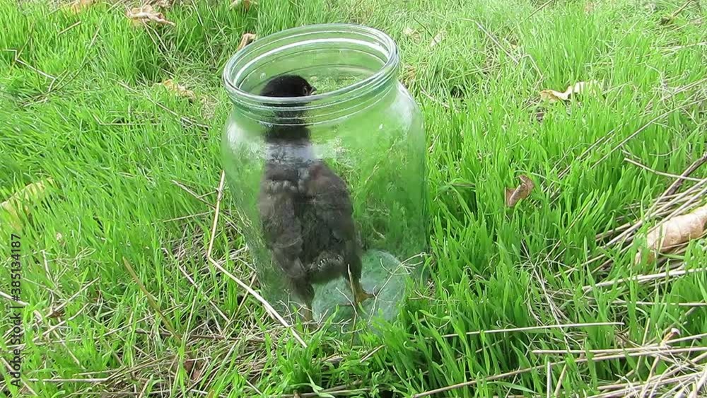 Black chicken in a glass jar on a background of green grass Black chicken in a glass jar on a background of green grass