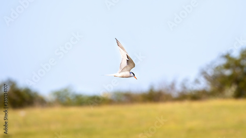 A flying tern with orange beak © frimufilms
