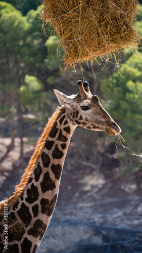 Closeup of a cute giraffe eating hay