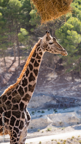 Closeup of a cute giraffe  a heap of hay hanging from the tree