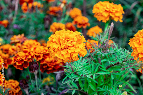 Fresh bright yellow and orange marigold (Tagetes) flowers in the garden on green grass background in summer and autumn.