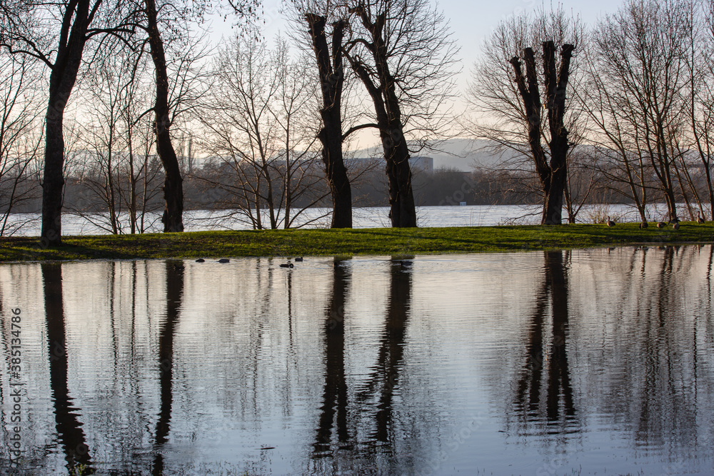 A flooded park during high tide of the river Rhine (in background) with reflections of trees in the water A flooded park during high tide of the river Rhine (in background) with reflections of trees in the water