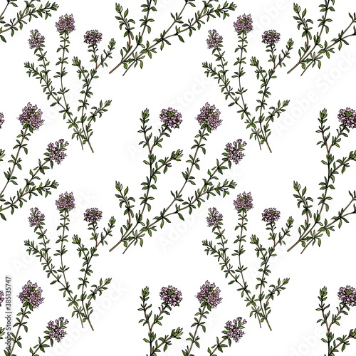 Seamless patterm thyme branches with flowers on white background vector illustration