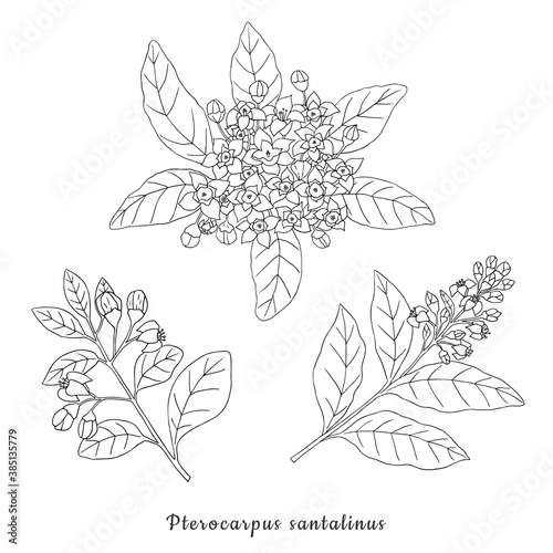 Herbs, spices and seasonings collection. Vector hand drawn illustration of a medicinal pterocarpus santalinus plant on a white background
