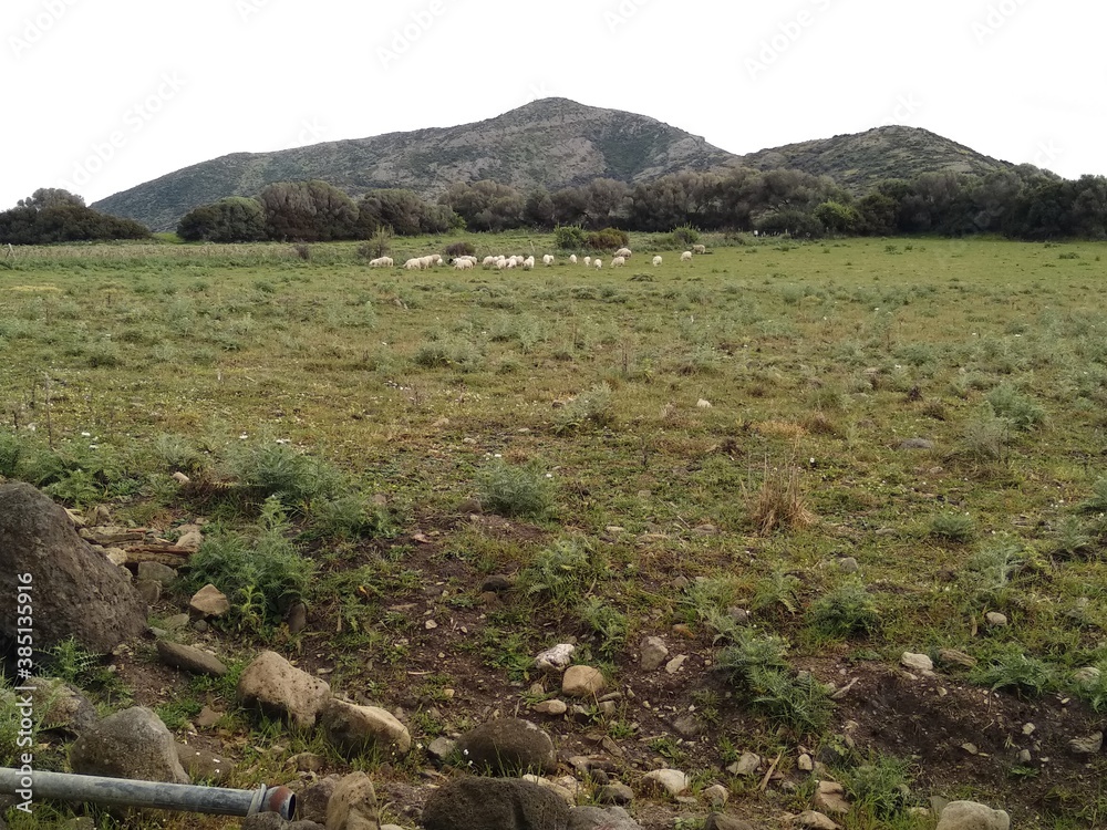 Green landscape and flock of sheep grazing on a cloudy day 