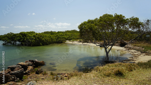 Wallpaper Mural Small bay with shallow tranquil water and sandy beach, with a single mangrove tree in the foreground and mangrove wetlands behind. Victoria Point, Redlands, Queensland,, Australia. Torontodigital.ca