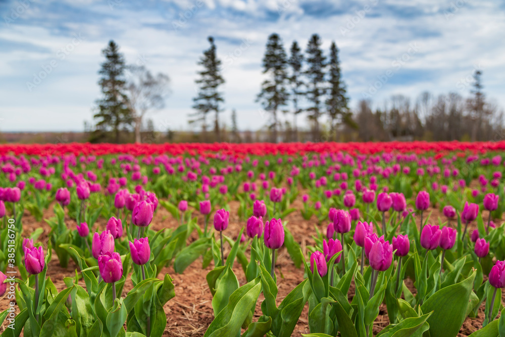Beautiful and vibrant spring background of red, magenta and pink flowers in a tulip field with a cloudy sky. Beautiful and vibrant spring background of red, magenta and pink flowers in a tulip field with a cloudy sky.