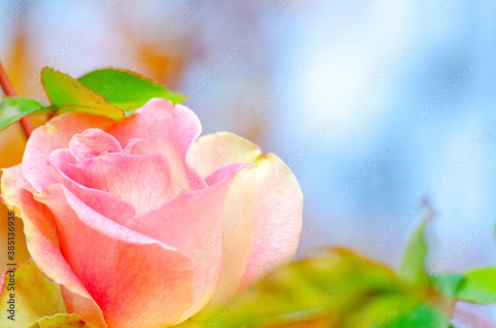 Postcard with a blooming rose on a background of a gentle blue sky Postcard with a blooming rose on a background of a gentle blue sky