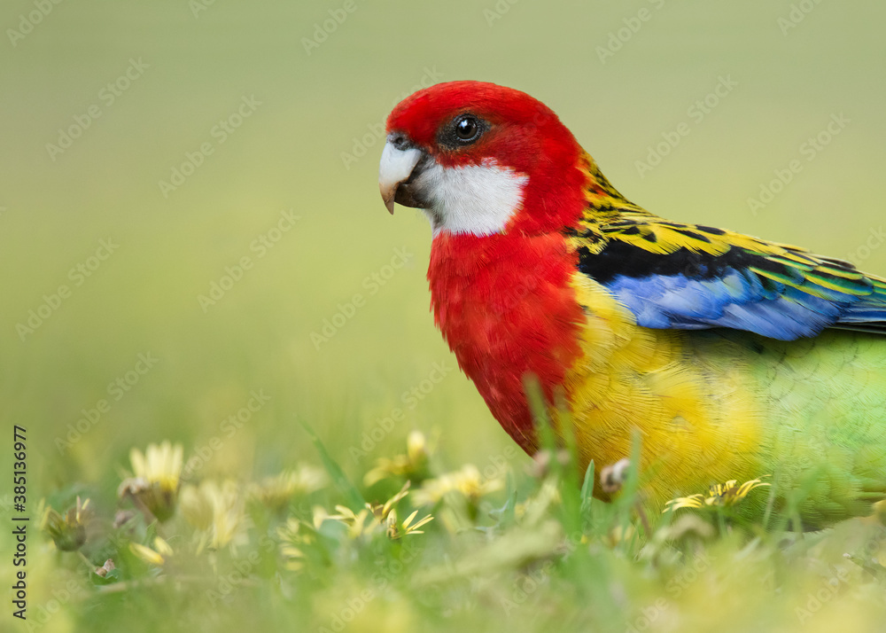 An Eastern Rosella forages for a meal among flowering capeweed at the Adelaide Botanic Gardens in Adelaide, South Australia. An Eastern Rosella forages for a meal among flowering capeweed at the Adelaide Botanic Gardens in Adelaide, South Australia.