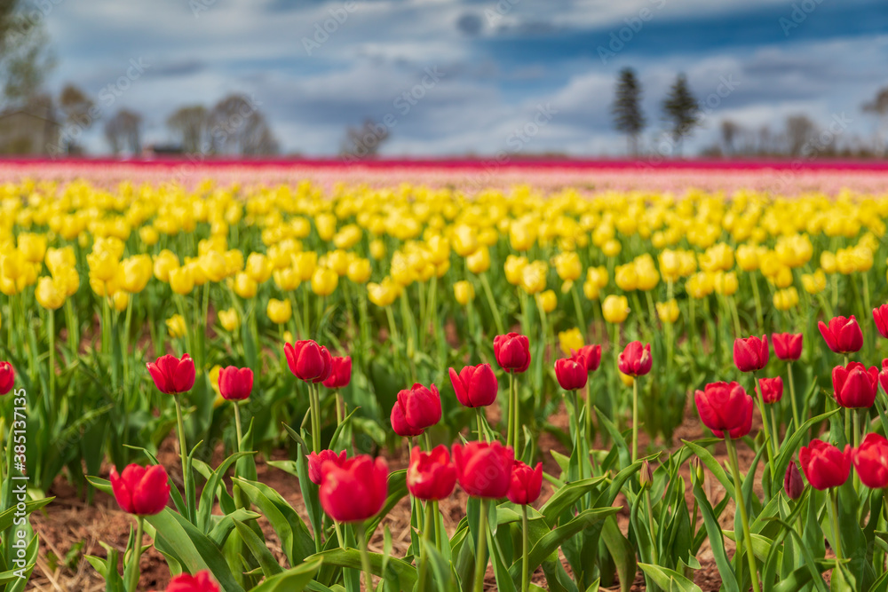 Beautiful and vibrant spring background of red, yellow and pink flowers in a tulip field with a cloudy sky.