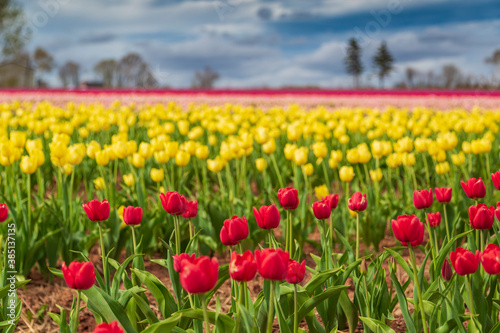 Beautiful and vibrant spring background of red, yellow and pink flowers in a tulip field with a cloudy sky.