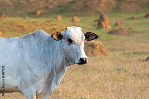 Nelore cattle isolated on pasture