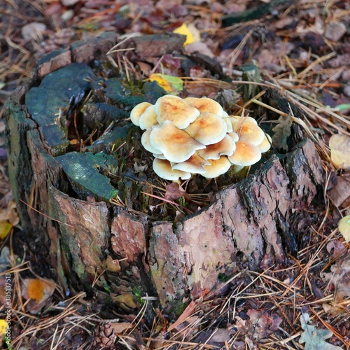 clustered Hypholoma fasciculare mushrooms on tree trunk