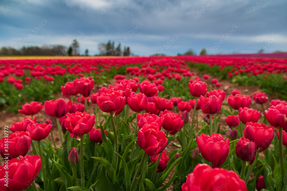 Gorgeous and vibrant spring background of red and magenta flowers in a tulip field with a cloudy sky.
