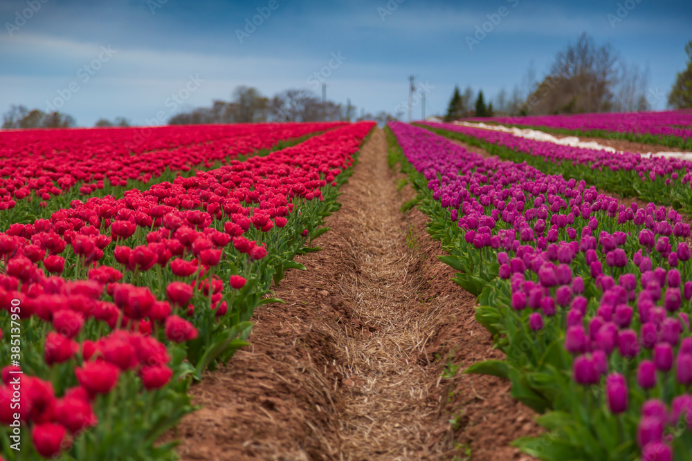 Beautiful and vibrant spring background of red and magenta flowers in a tulip field with a cloudy sky.