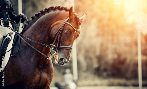 Portrait sports stallion in the double bridle. Horse muzzle close up. © Azaliya (Elya Vatel)