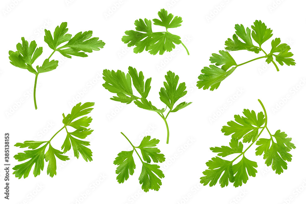 Parsley leaves isolated on white background with clipping path and full depth of field. Top view. Flat lay. Parsley leaves isolated on white background with clipping path and full depth of field. Top view. Flat lay.