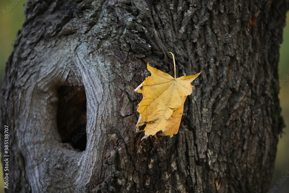 Close-up of a tree with a large hole and a yellowed single maple leaf.The bark on the trunk selectively focuses.Fragment