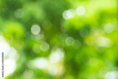 abstract blur of natural green leaf background