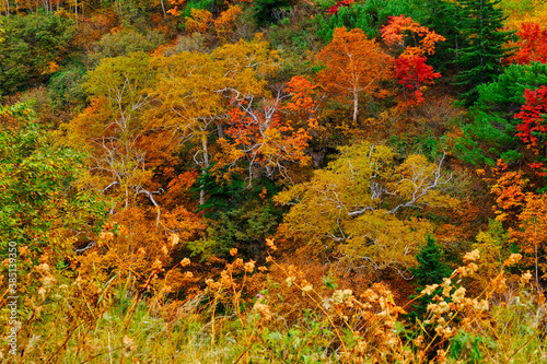 十勝岳温泉の紅葉