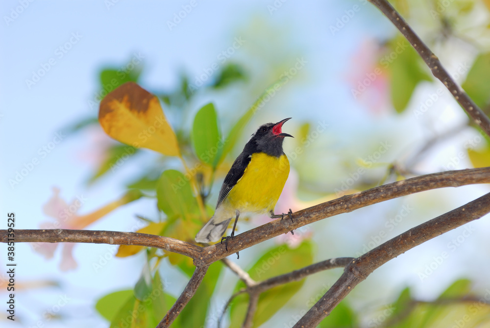 Bananaquit bird singing in a Pink Trumpet tree Bananaquit bird singing in a Pink Trumpet tree